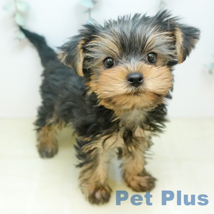 ヨークシャー・テリア