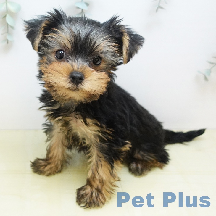 ヨークシャー・テリア