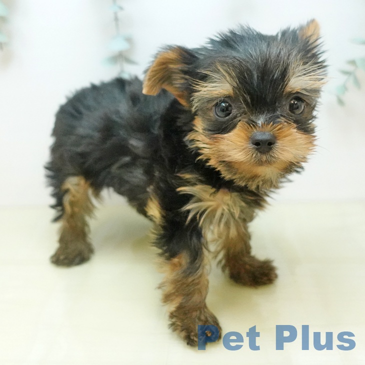 ヨークシャー・テリア