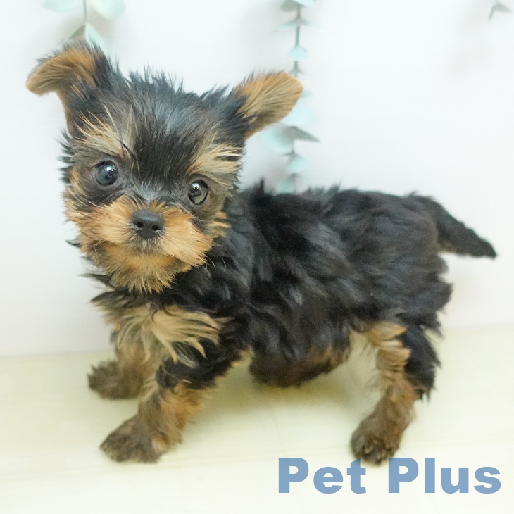 ヨークシャー・テリアの写真2