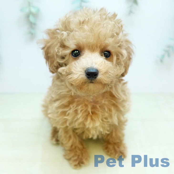 トイ・プードルの写真2