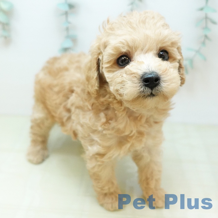 トイ・プードル