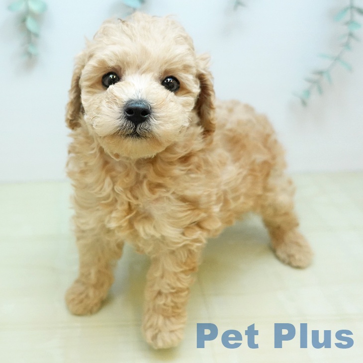 トイ・プードル