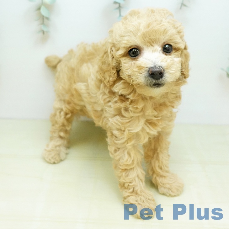 トイ・プードル