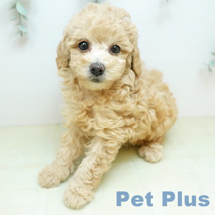 トイ・プードルの写真2