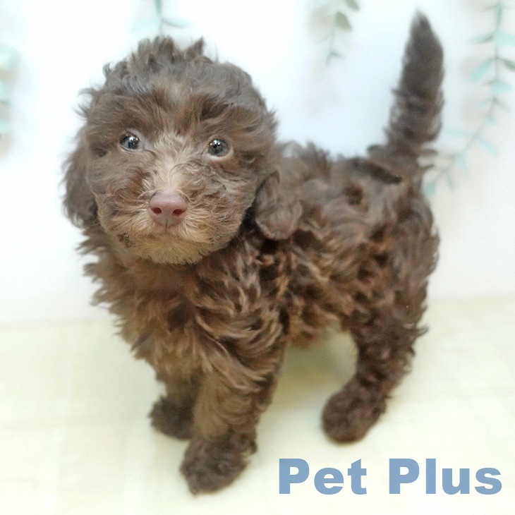 トイ・プードル