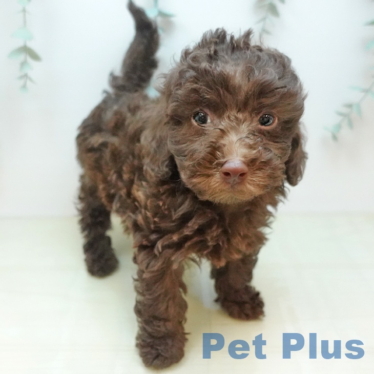 トイ・プードル