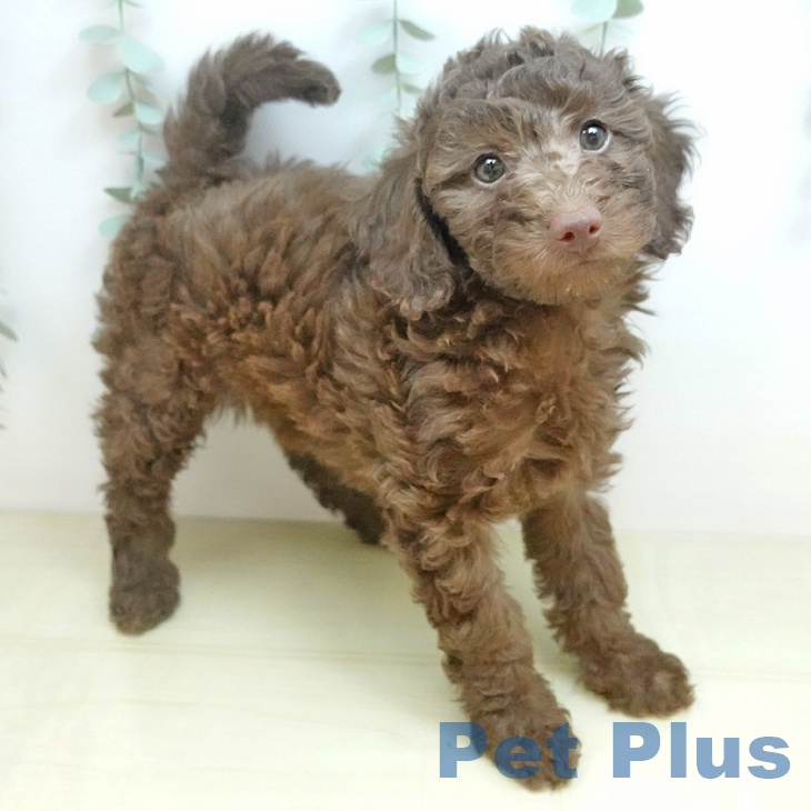 トイ・プードルの写真2