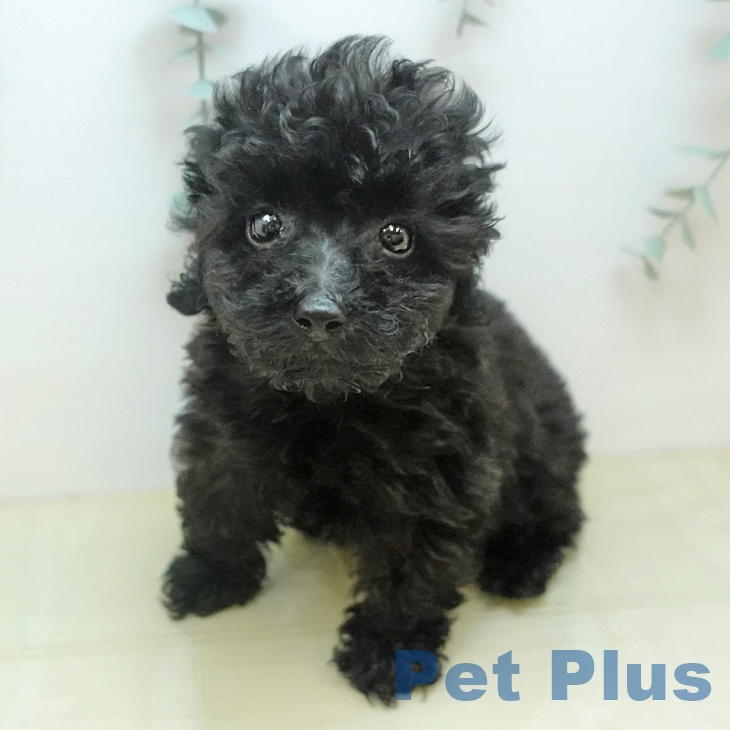 トイ・プードルの写真2