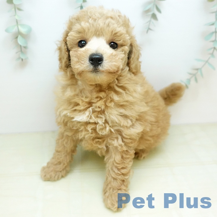 トイ・プードル