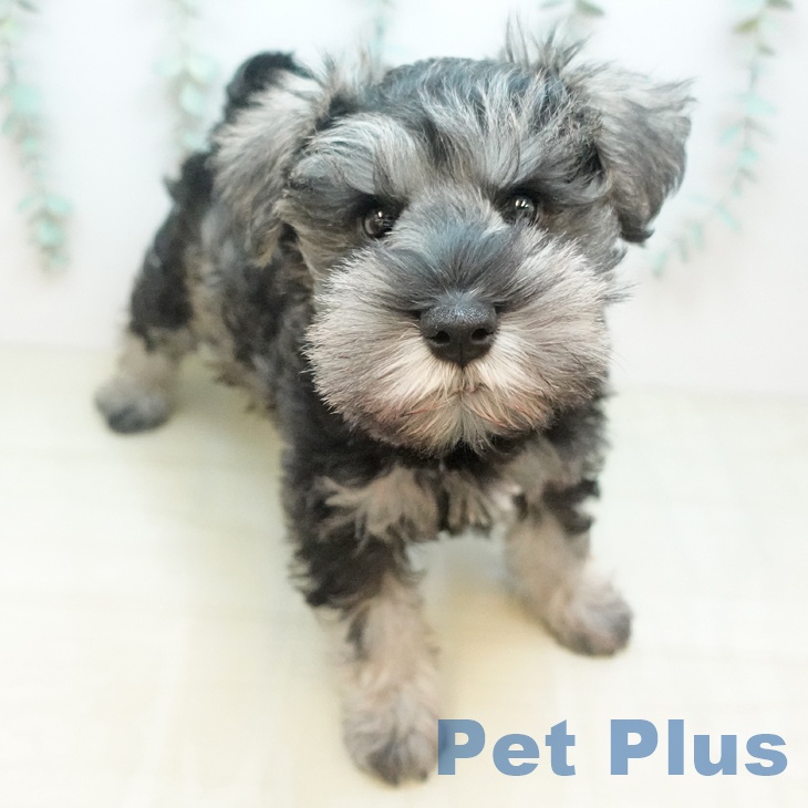 ミニチュア・シュナウザー