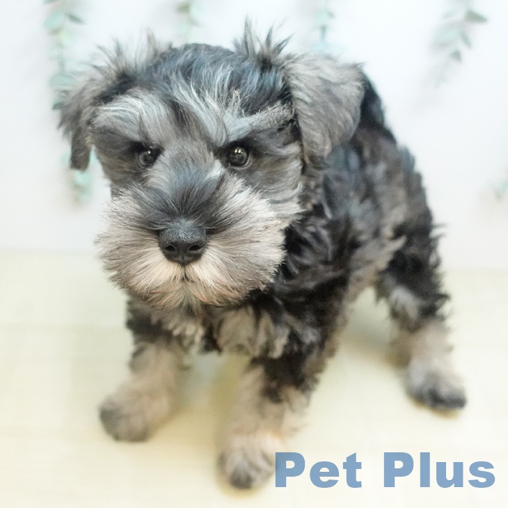 ミニチュア・シュナウザーの写真2