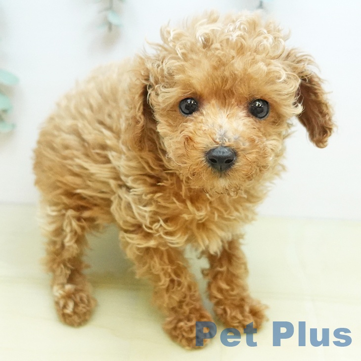 トイ・プードル