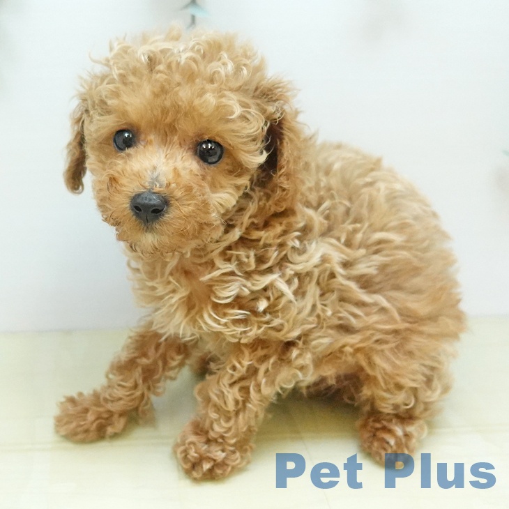 トイ・プードル