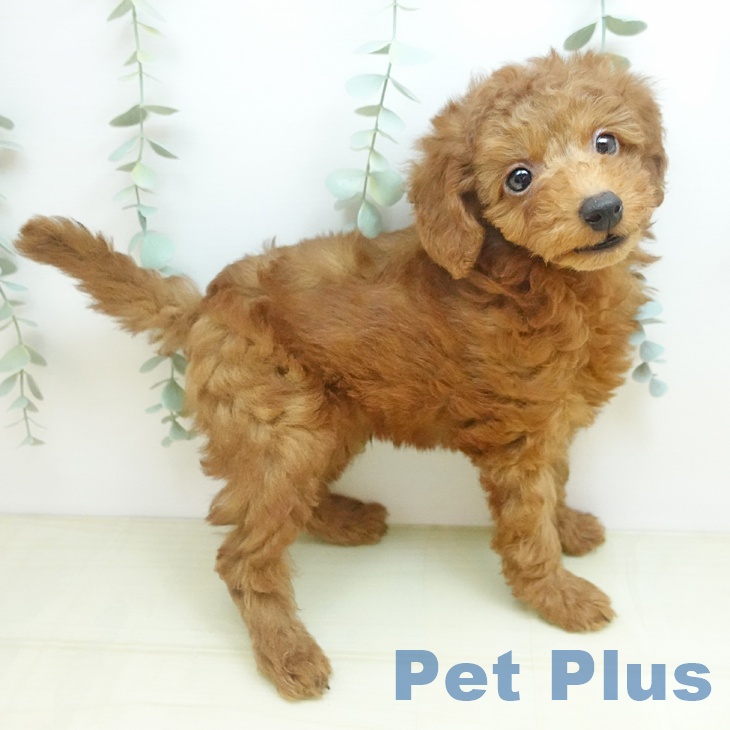 トイ・プードルの写真2