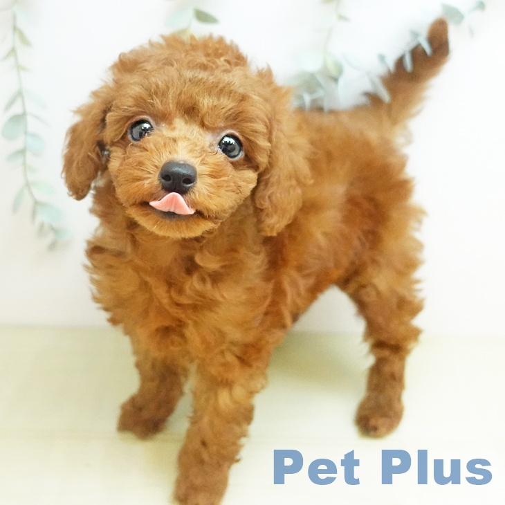 トイ・プードル