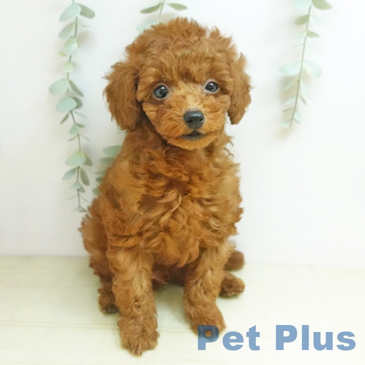 トイ・プードルの写真2