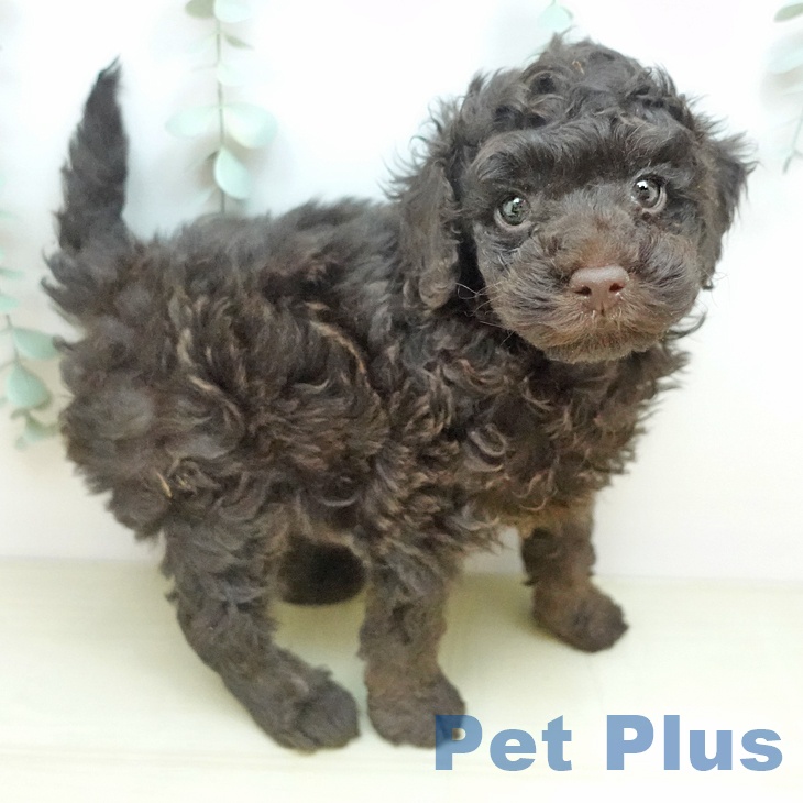 トイ・プードル