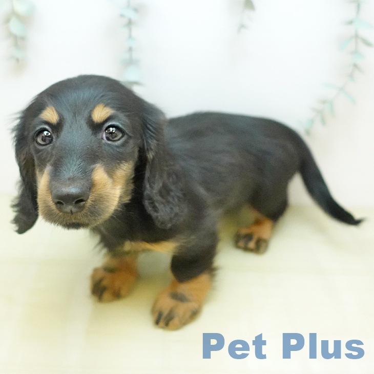 ミニチュア・ダックスフンド