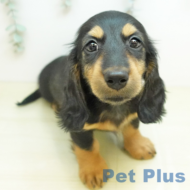 ミニチュア・ダックスフンド