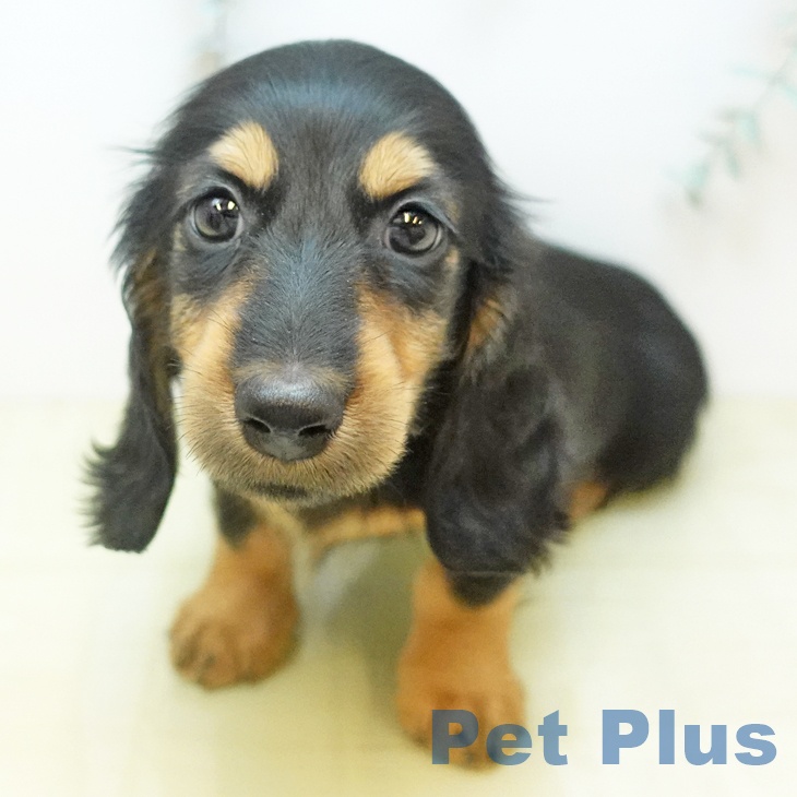 ミニチュア・ダックスフンドの写真2