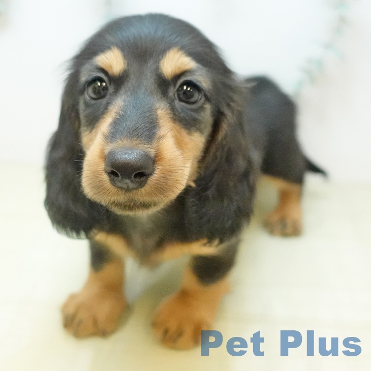 ミニチュア・ダックスフンドの写真2