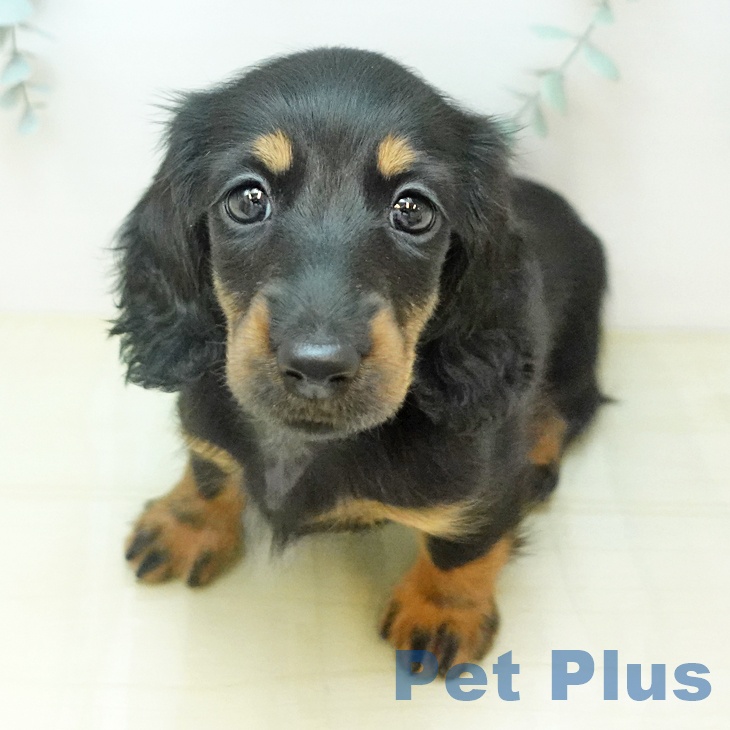 ミニチュア・ダックスフンドの写真2