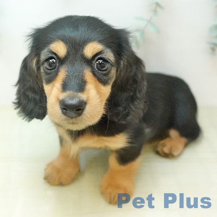 ミニチュア・ダックスフンドの写真1