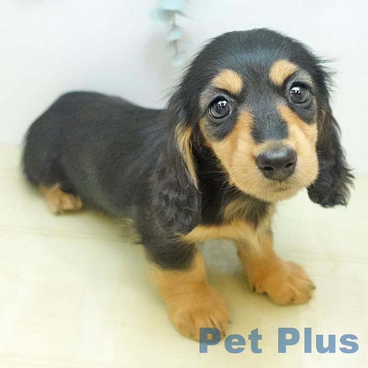 ミニチュア・ダックスフンドの写真2