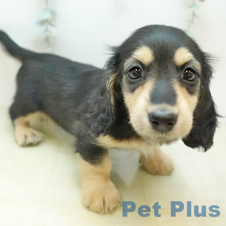 ミニチュア・ダックスフンド