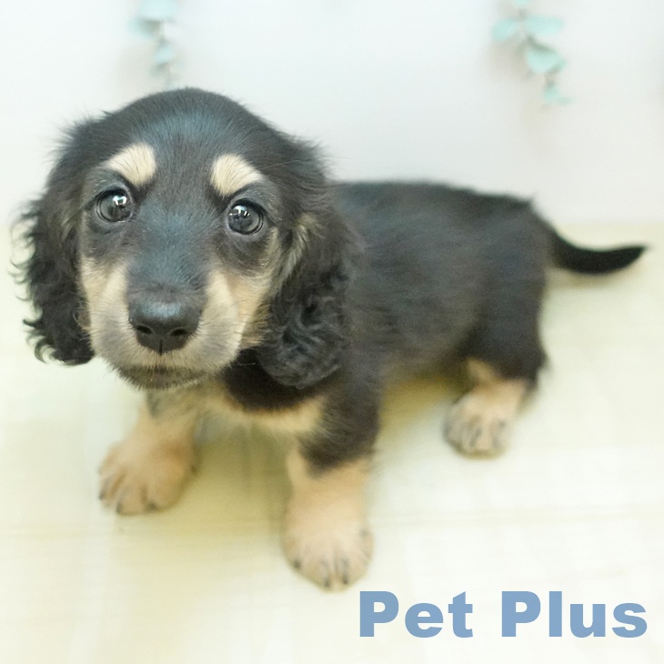 ミニチュア・ダックスフンド