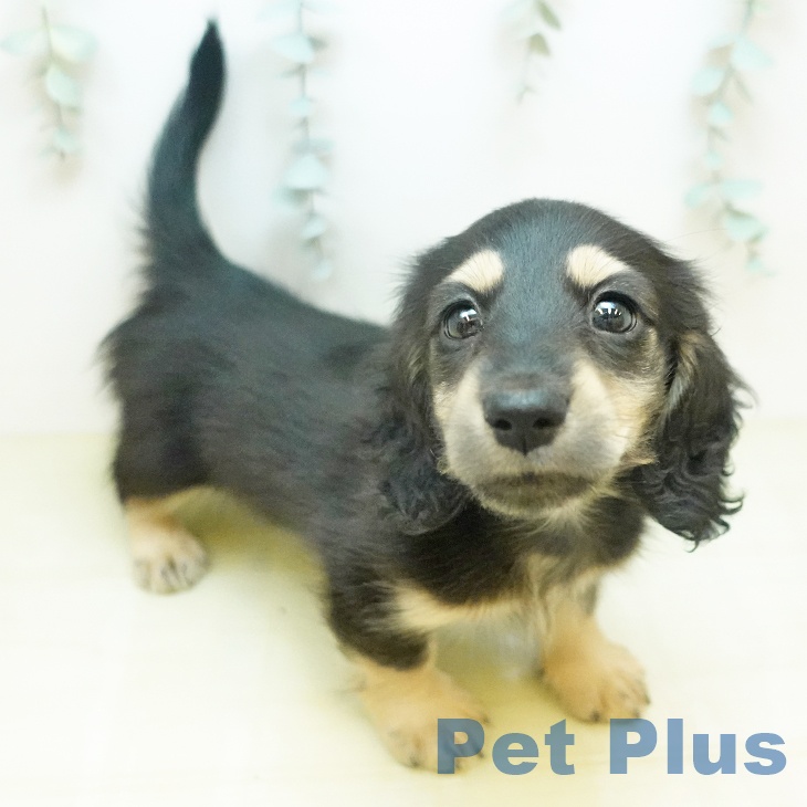 ミニチュア・ダックスフンドの写真2