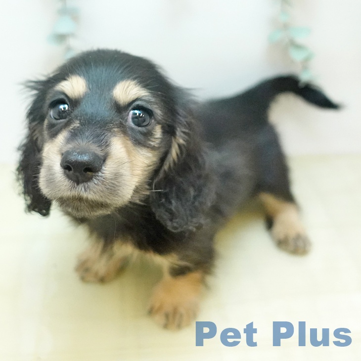 ミニチュア・ダックスフンド