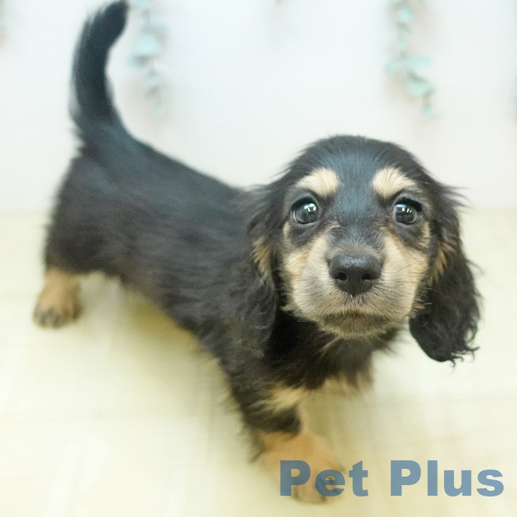 ミニチュア・ダックスフンドの写真2