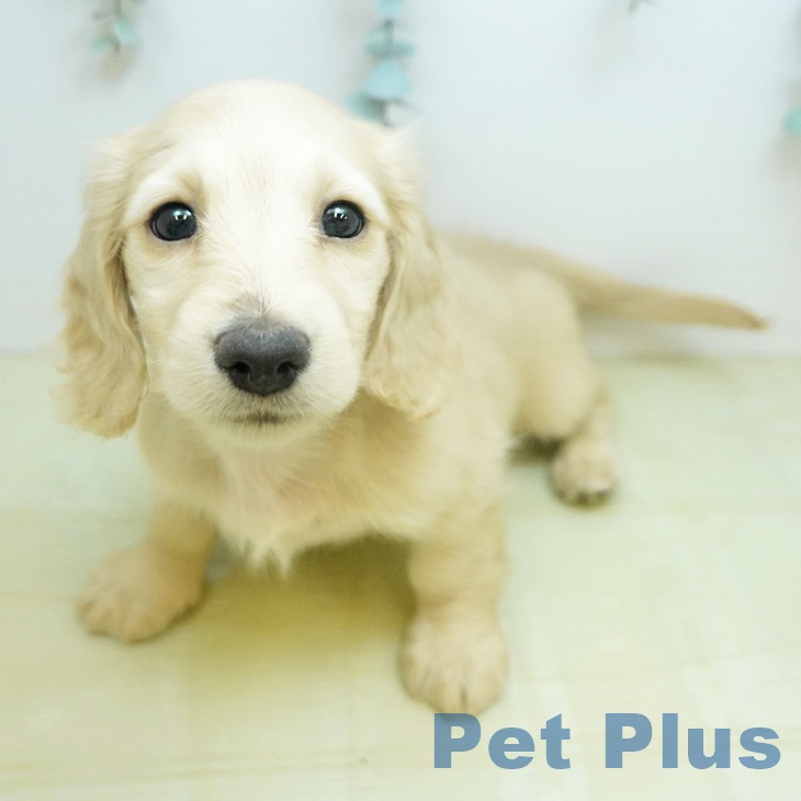 ミニチュア・ダックスフンド