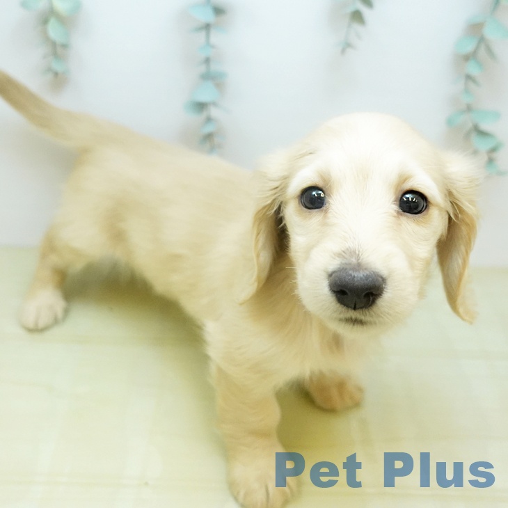 ミニチュア・ダックスフンドの写真2