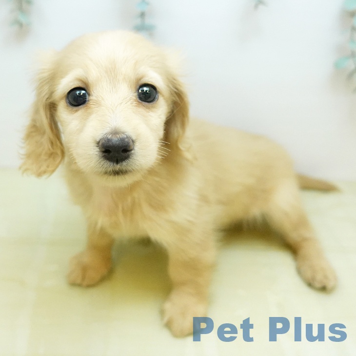 ミニチュア・ダックスフンドの写真2