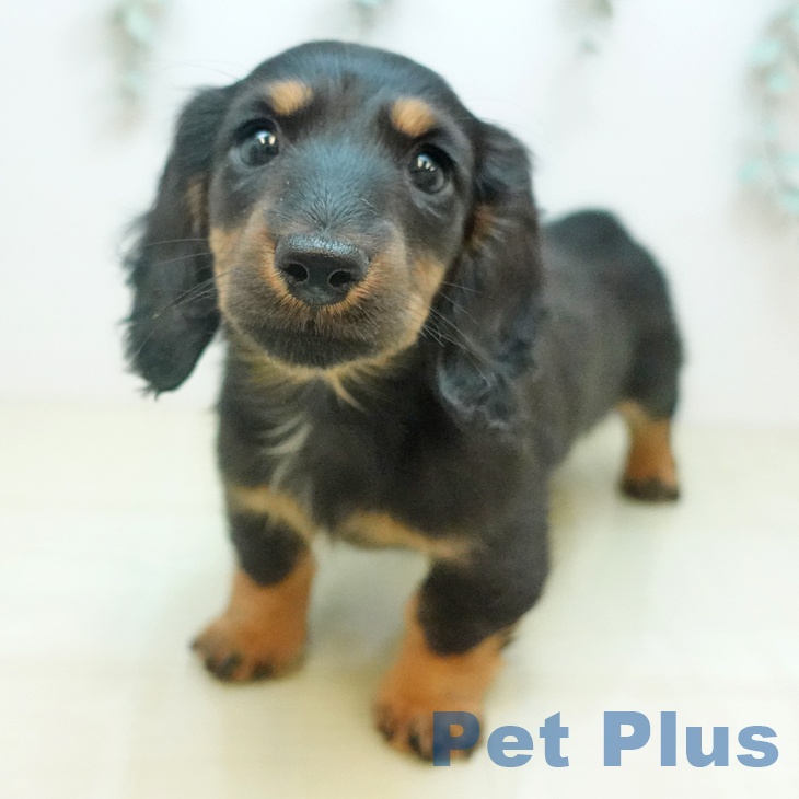 ミニチュア・ダックスフンド