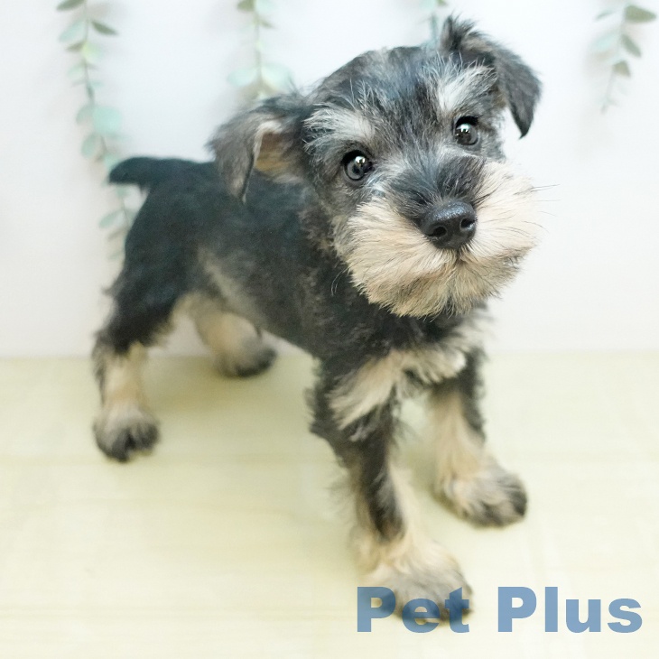 ミニチュア・シュナウザー