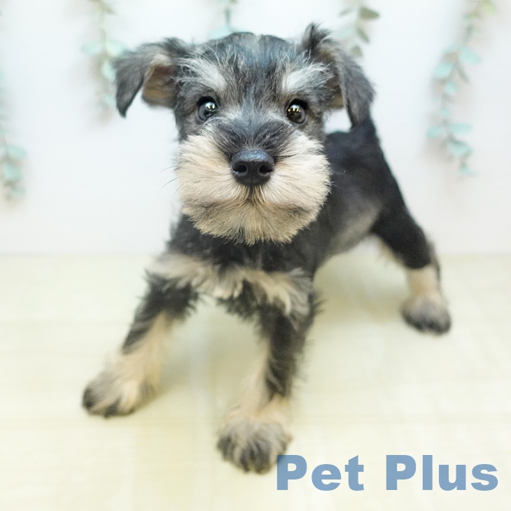 ミニチュア・シュナウザーの写真2