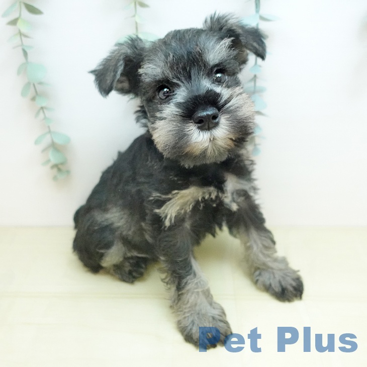 ミニチュア・シュナウザー