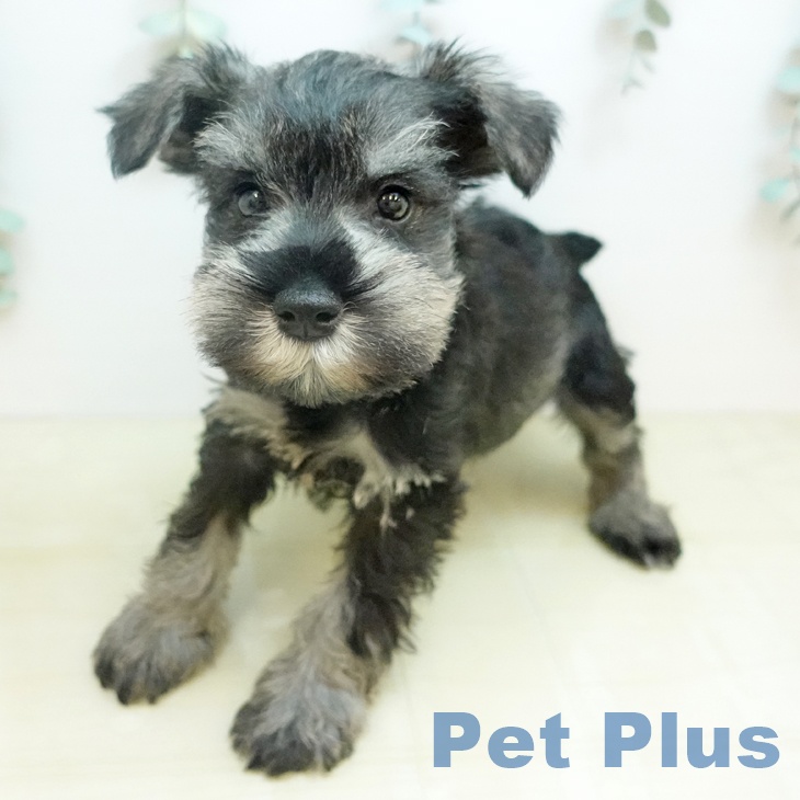 ミニチュア・シュナウザーの写真2