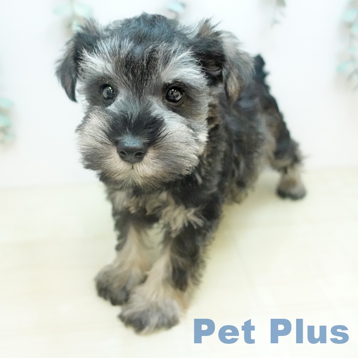 ミニチュア・シュナウザーの写真2