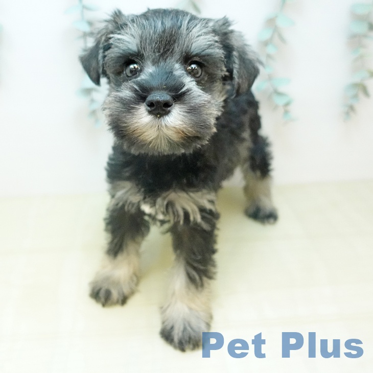 ミニチュア・シュナウザー