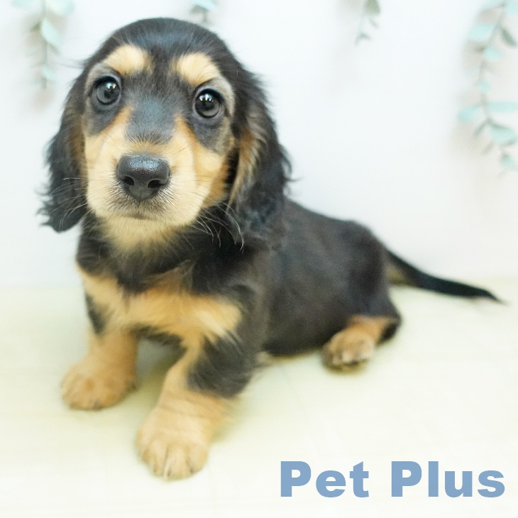 ミニチュア・ダックスフンド