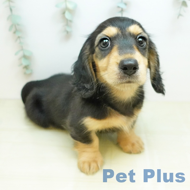 ミニチュア・ダックスフンドの写真2