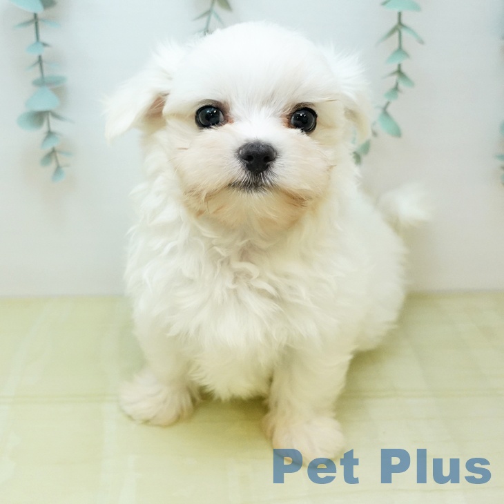 マルチーズの写真2