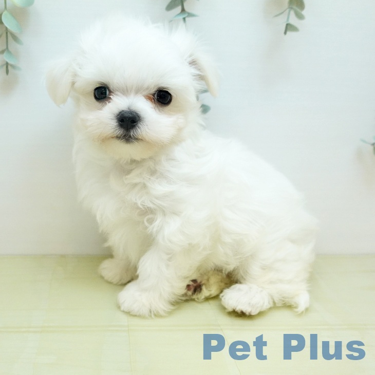 マルチーズの写真2