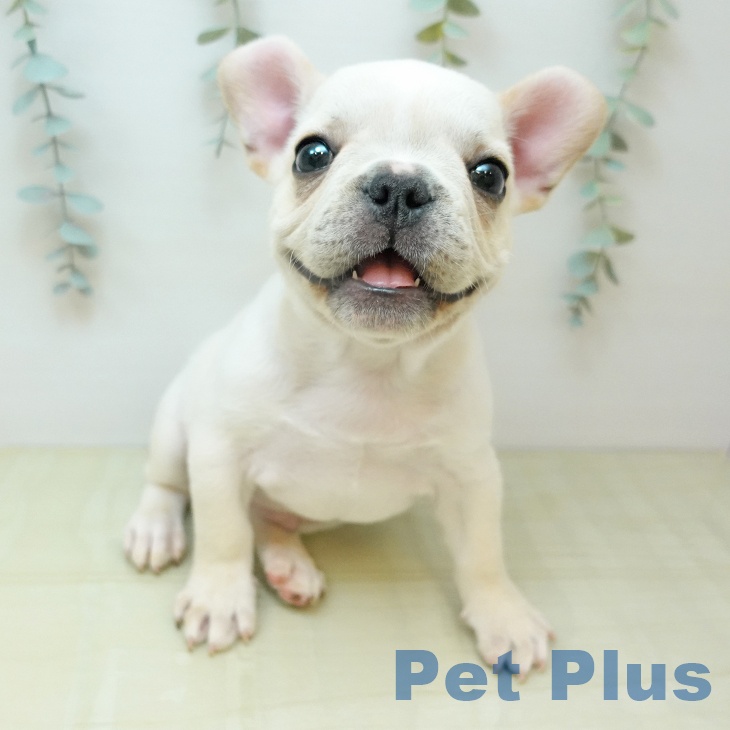 フレンチ・ブルドッグ