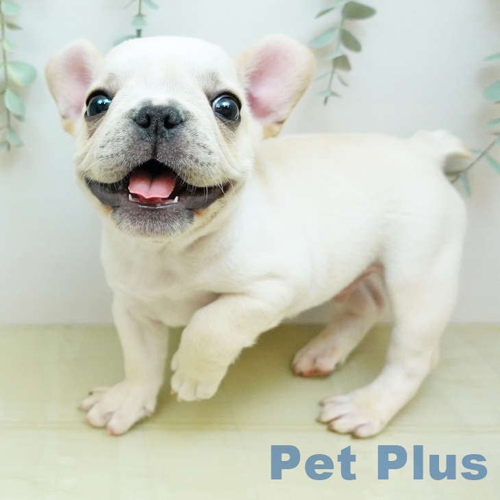 フレンチ・ブルドッグの写真2